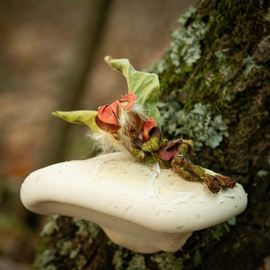 handmade fairy sleeping on tree mushroom A fairy handmade with natural materials, sleeping on a mushroom that grew on a tree