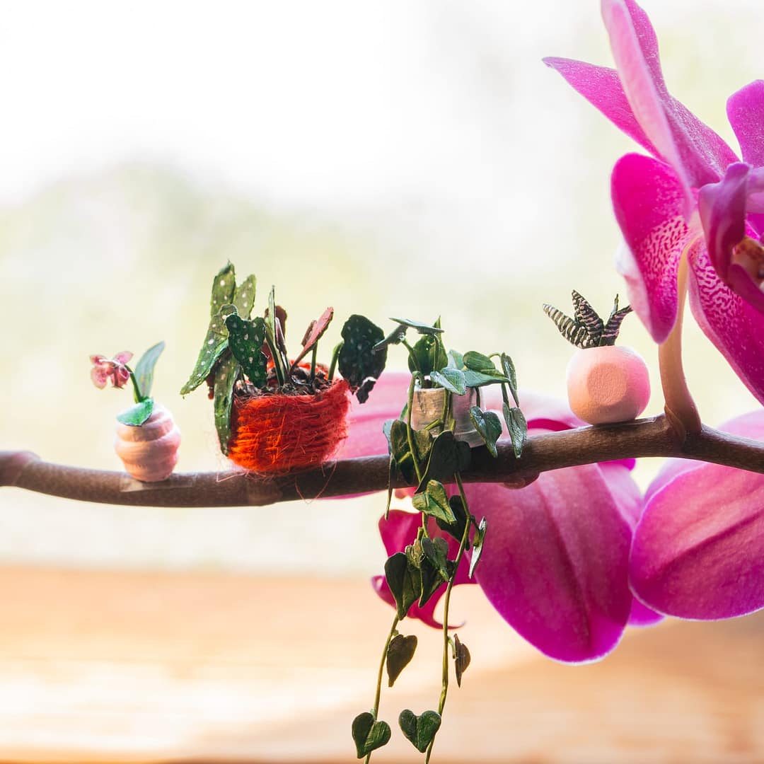 mini plant pots on orchid A set of miniature plants in DIY plant pots displayed on an orchid stalk