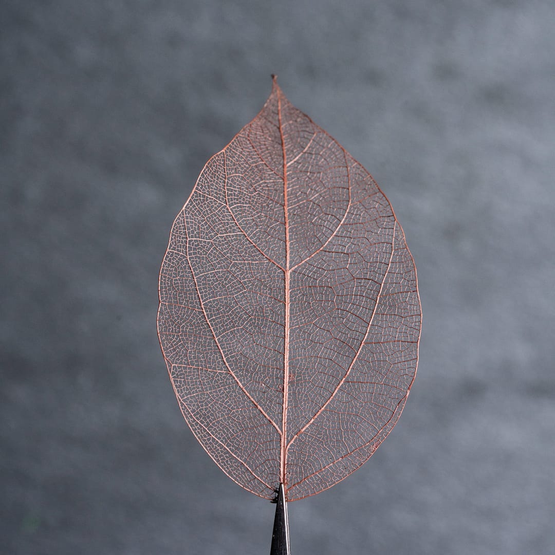 Skeleton leaf dyed with color brown