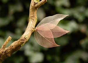 skeleton leaves amber on tree Skeleton leaves "Amber" displayed on a tree branch