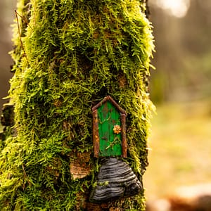 green fairy door on mushroom mossy tree A green fairy house on a tree trunk with a mushroom as a doorstep