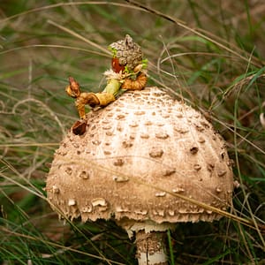 little forest guy chilling on mushroom square Tiny DIY forest creature made from natural materials, relaxing on a mushroom