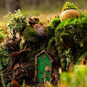 miniature door at mossy mound A green miniature door against a mound with different kinds of moss and a mushroom