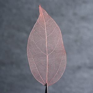 Skeleton leaf dyed with color rust red